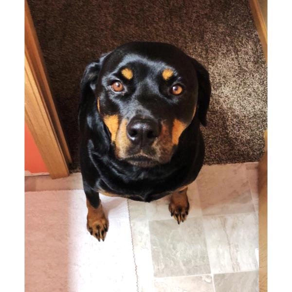 /Images/uploads/MidAmerica Rottweiler Rescue/adoptarottphotocontest/entries/10056thumb.jpg